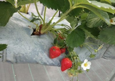 Greenhouse Strawberry Hidroponik
