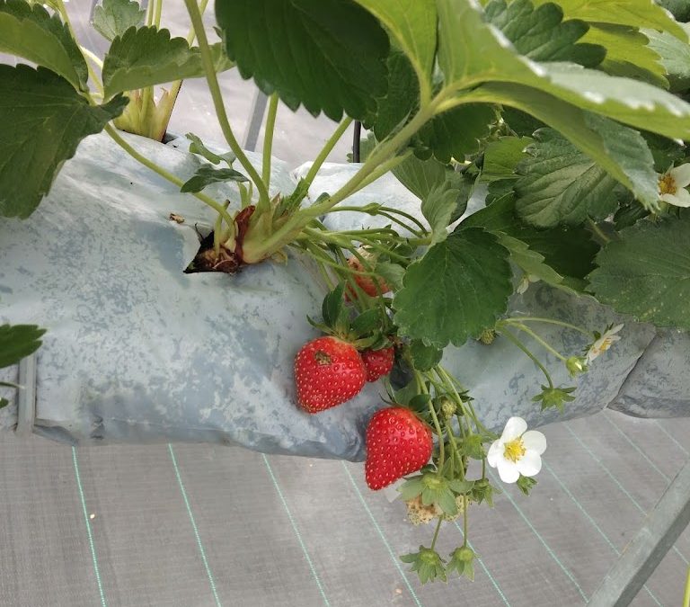 Greenhouse Strawberry Hidroponik