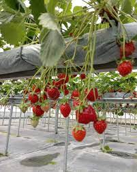 strawbery