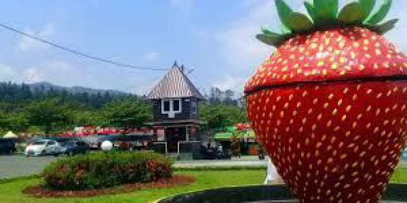strawbery 4